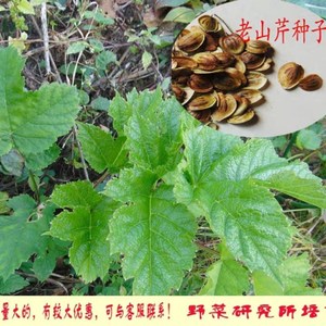 野生老山芹种子  苗子  野菜黑瞎子芹盆栽种苗盆栽地栽山芹土易活