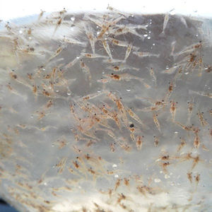 【冷水鱼幼苗饲料】冷水鱼幼苗饲料品牌,价格 - 阿里巴巴