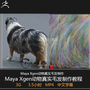 maya Xgen 动物毛发教程 中文字幕 maya真实狗毛发制作案例教程
