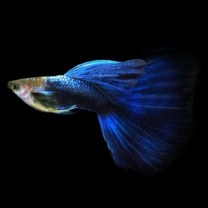 蓝礼服大c精品孔雀鱼 正三角尾 粗挑