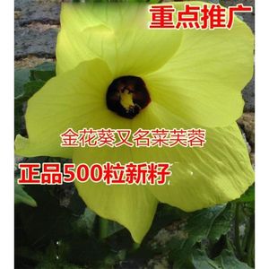 菜芙蓉种子野芙蓉 芙蓉花天然菜黄秋葵种子 金花葵种子吃花吃叶