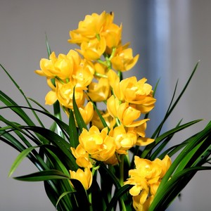 兰花苗建兰四季兰黄金仙子黄y色大花浓香型花卉夏天开花绿植盆栽