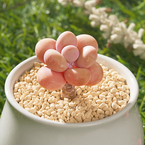 桃蛋多肉稀有品种盆栽含盆带土植物懒人好养活花卉桌面阳台办公室