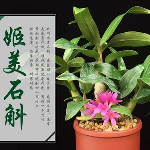 (带花)姬美石斛兰又称水莲 红莲石斛红花盆栽室内绿植花期长