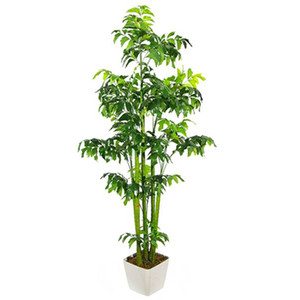 观叶植物大棵家i里鱼尾葵绿植阔叶室内盆栽净化空气办公室夏季棕