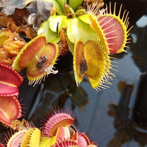 捕蝇草食人花盆栽食虫花食蝇草室内绿植吃蚊子吃虫子吃苍蝇的植物