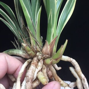 金边矮种兰花苗 紫妖姬 四季兰花开花浓香建兰室内好绿植盆栽花卉
