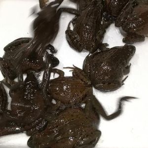 活林蛙东北哈什蚂 红肚皮蛤士玛 全母全籽 长白山红肚蛤蟆