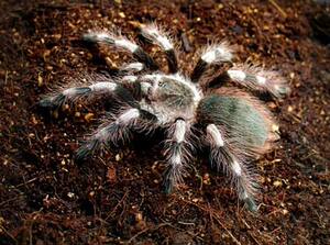 巴西黑白脚宠物活体蜘蛛1-14cm成体温顺可爱新手入门蜘蛛好养