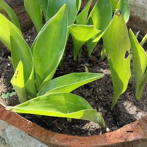 高档自家开花鹤望兰天堂鸟种子盆栽绿植花卉新鲜饱满黄色绒毛