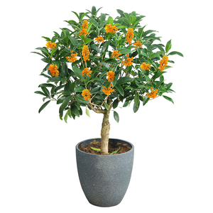 高档四季桂花树苗金桂浓香型盆栽花卉庭院客厅室内绿植物沉香丹桂