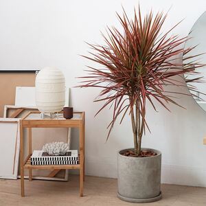 00半城花香旗舰店天猫七彩龙血树绿植室内盆栽大型龙须树客厅办公室