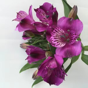 水仙百合六出花进口花云南鲜花基地直发家用水养插花空运一扎