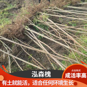 槟郎树苗
