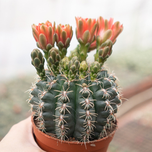 绯花玉仙人球缀化