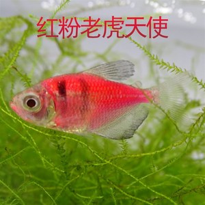 红天使鱼活体热带观赏鱼淡水蓝色七彩绿紫柠檬白色青苹z果老虎黑