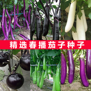 蔬菜种子紫红长茄春季四季田园阳台盆栽茄子籽四季种植瓜果庭院