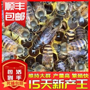中蜂处女王优f质高产蜜蜂活体双色杂交阿坝黑色本地处女王蜂王种