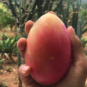 量天尺 秘鲁苹果 美味的仙人掌果实苗子