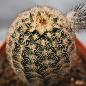 折墨虾仙人球实生