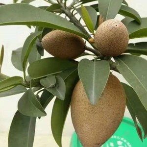 当年结果人心果苗赤铁果树苗越南软枝人参果苗大甜南方庭院种果树