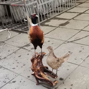 全真七彩山鸡标本静态雉鸡工艺品新年摆件家禽模型客厅展览装饰品