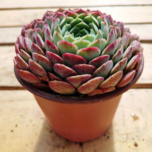 露养朱砂痣多肉植物老桩好养易活室内阳台云南花卉绿植盆栽盆景