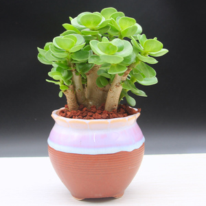 金钱木多肉植物钱多多老桩多年多头绿植盆栽桌面花卉带盆栽好包邮