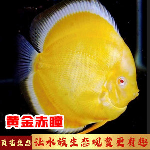 野彩 七彩神仙鱼 进口 赤瞳黄金 赤g瞳红妃 万宝路 红卡 高端