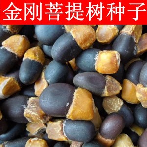 菩提种子 菩提树种子 金刚菩提树 千丝菩提树种子名贵树种子包邮