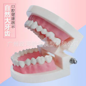 口腔保健护理牙齿模型 幼儿园教具 少儿刷牙玩具牙齿牙科演示构造
