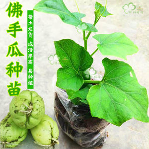 赖萌妖旗舰店天猫云南佛手瓜苗带芽丰收瓜苗带芽存活力高易种高产量