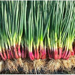 【红葱种】红皮葱子种子红根香葱子四季盆露栽地都可78648种种蔬