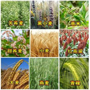 新食用五谷杂粮蜜源甜荞麦种籽苦荞麦种子红高粱大麦小燕麦青稞种