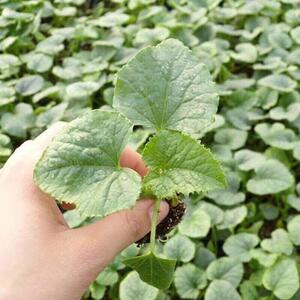 甜瓜苗苗香瓜90416苗秧羊角蜜瓜甜绿种苗蔬菜香瓜种瓜子超甜宝