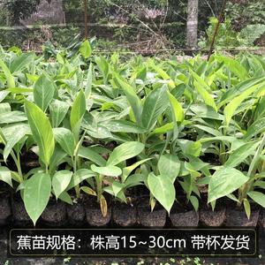 香蕉苗小米蕉苗