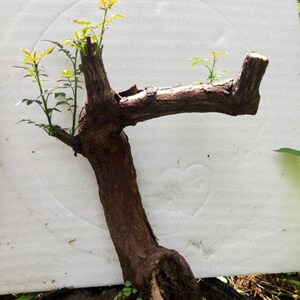 野生山木香蔷薇桩月季蔷薇玫瑰嫁接砖木四季花卉盆栽四季可以种