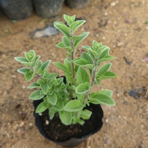 西餐香料香草盆栽芳香马郁兰/马约兰植物苗  带原土发货易活