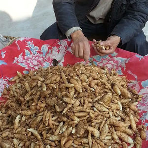 纯正野生新鲜天麻种植苗地笋名贵中草药夫麻苗天麻苗盆栽地栽种子