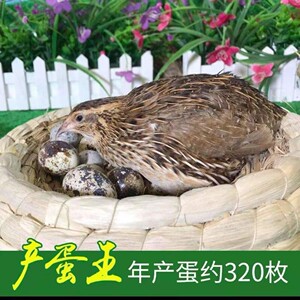 种竹鸡