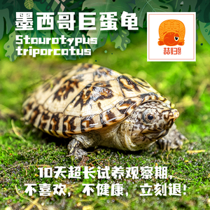 墨西哥蛋龟