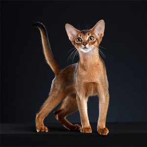 纯种阿比西尼亚猫幼仔埃及法老猫活体幼崽血统猫短毛猫索马里猫咪