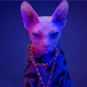 加拿大无毛猫白皮幼猫纯种斯芬克斯猫蓝皮黑皮开脸异瞳宠物猫活体