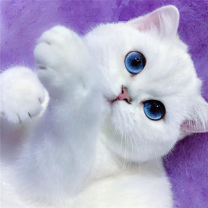 英国短毛猫银点猫蓝眼睛幼猫纯种英短纯白色金点银渐层活体宠物猫