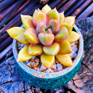 果爵象牙多肉植物老桩 冬云玉z珠黄金象牙基地直销 稀有贵货精品