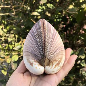 天然贝壳海螺巨鸟蛤紫色心形贝鱼c缸水族寄居蟹造景装饰摆件标本