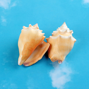 金拳凤凰螺天然海螺斗凤螺黄金拳螺鱼缸水族馆造景家居装饰工艺品