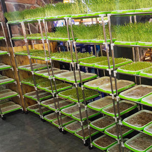 发豆芽专用盆菜育苗盘托盘架子芽苗菜麦苗种植盘豆苗小麦种子种菜