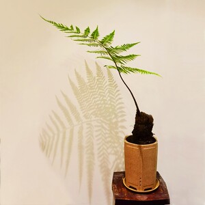 蕨类植物盆栽大型扇叶一叶蕨禅意水培室内耐阴好养观音莲坐真绿植