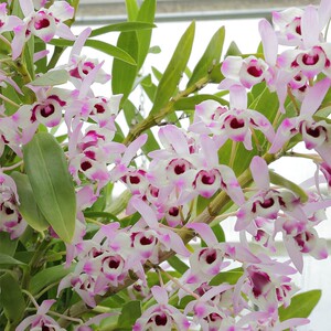 金钗石斛盆栽兰花室内客厅阳台多年生观赏花卉植物.